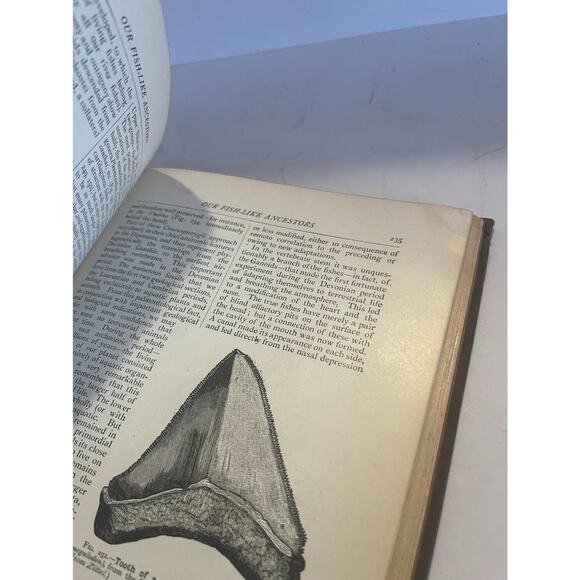 The Evolution of Man A Popular Scientific Study by Ernst Haeckel New York - Picture 2 of 5